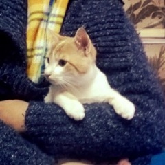 Shatha Abu-Alnadi TO BE