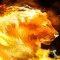 lionoffire