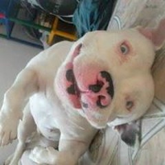 Brayan Diaz