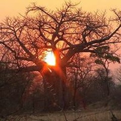 Tracy Stuart Carlisle