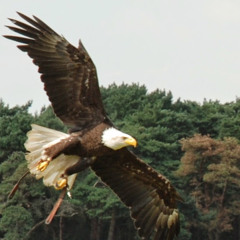 De “Aufklavelli” F