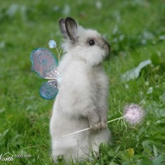 BunnyFooFoo