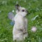 BunnyFooFoo