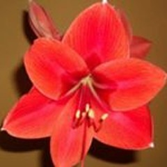 Jacqueline Alejandro