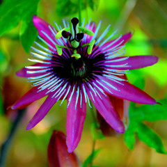 passiflora