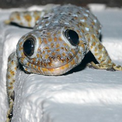 geckoloco