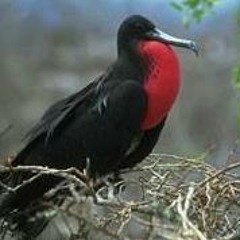 Sweeney Doggz Thaiday