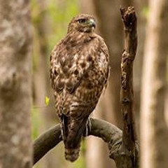 Willard Killough III