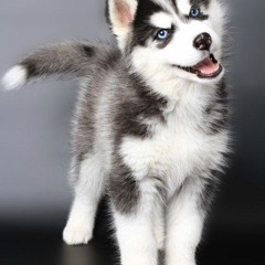 August Halseth Stenberg