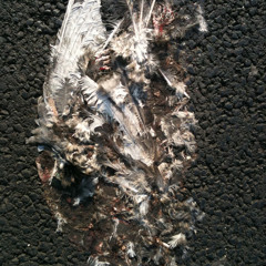 pigeon pourri