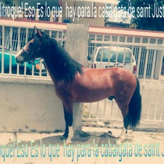 ottocaballo12