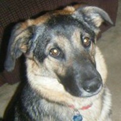 operation guillotine