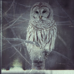 Valentin Thümmel (Valle)