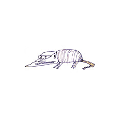 armadillo