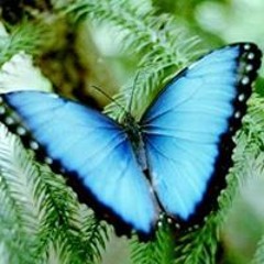 SrAdrianne Cortez Osb