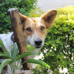 Aegaeon Hechatonchires