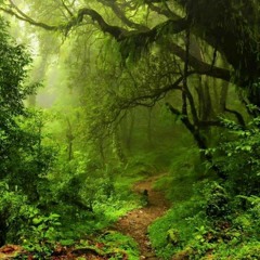 Floresta Carioca