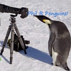 Phil_r_penguins !