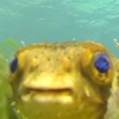 Carl Michael Hausswolff