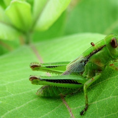 Crickets Are Listening