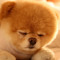 Broki's Dog