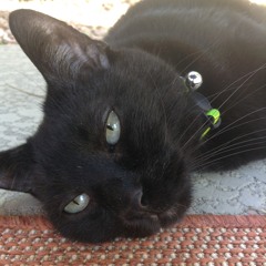 SaltiestOfSeaCats