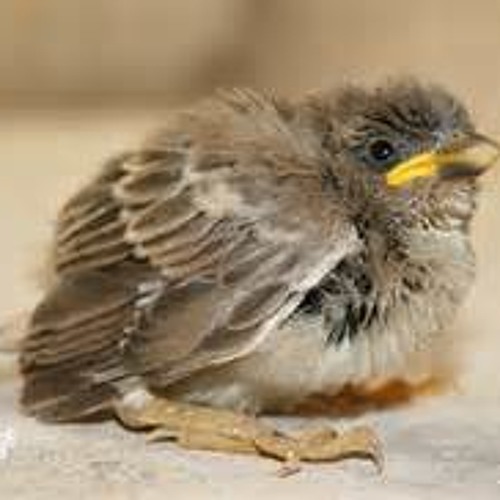 Epic China and The Violins