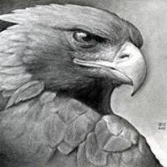 Eagle Saf