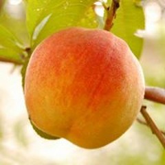 ThePeach AlwaysFalls