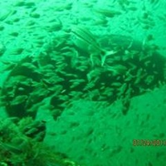 Harold Hambone Sanderson