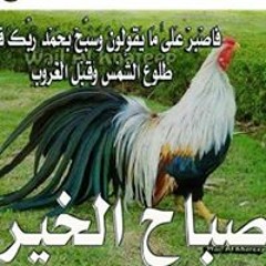 karim Ali 36