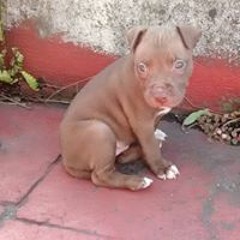 Qiique Santyy Rodriguez