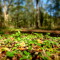 lleaf