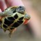 tehflyingturtle