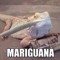 MarIguana