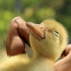 dj I don't make music