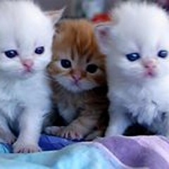 Mony Cat
