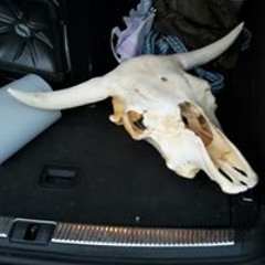 Robert-jan Westreenen