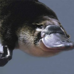 PLATYPUS