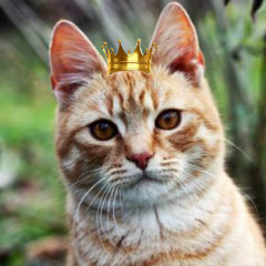 The Cat Qween