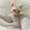 KawaiiDeathCat
