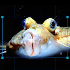 DapperFlounder 4