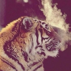KingTiger