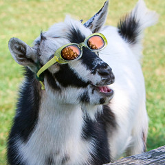 mollysteve