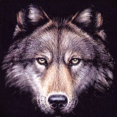 Wolfy Perrin