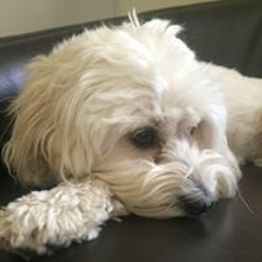 henry_pigott