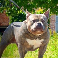 Yannick Pauwels Bullzs