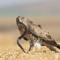 Snake-Eagle