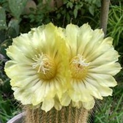 Erin Hollingsworth Powell