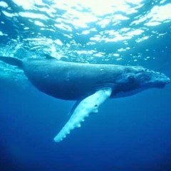 Smexy Whales